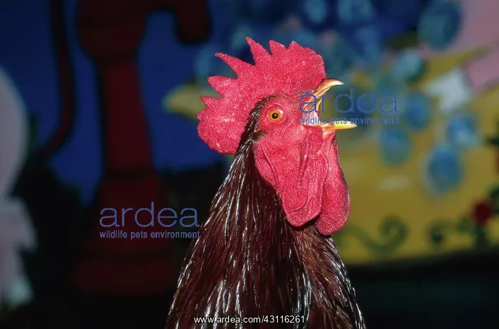 : Rooster crowing : Rooster crowing