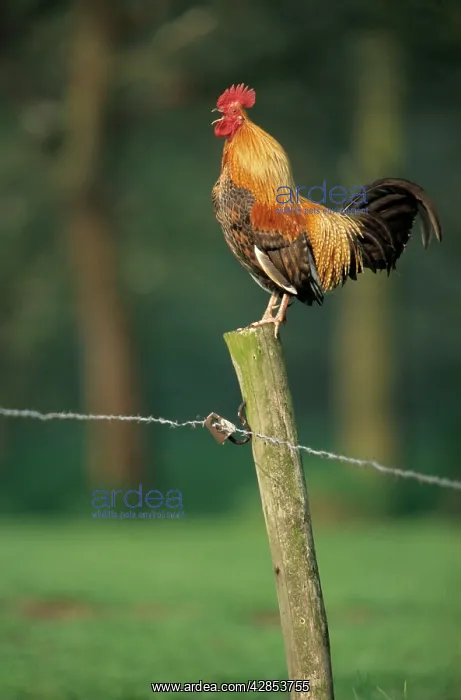  : Rooster crowing on fence