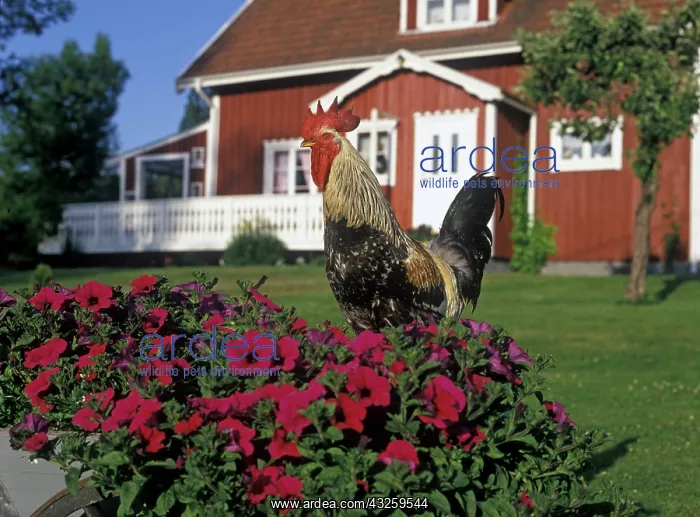 : Rooster in a farm : Rooster in a farm