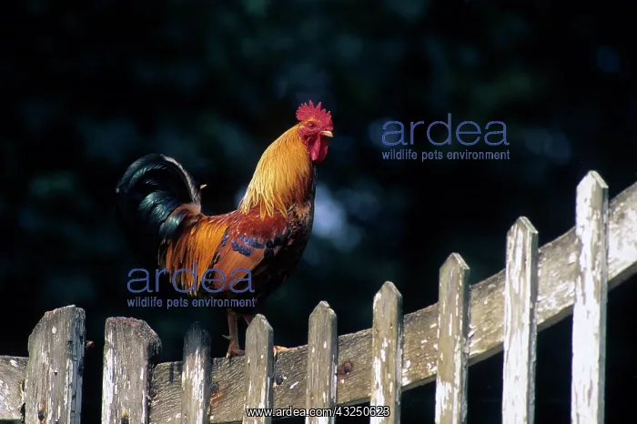 : Rooster on a fence : Rooster on a fence