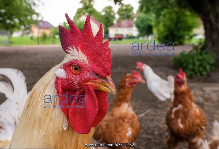 : A rooster in a free-range enclosure in Eitting : A rooster in a free-range enclosure in Eitting