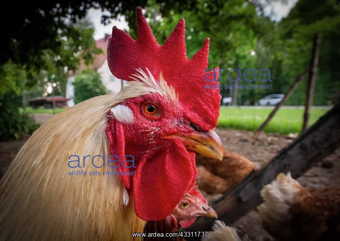 : A rooster in a free-range enclosure in Eitting : A rooster in a free-range enclosure in Eitting