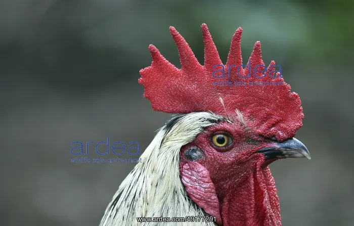 : Rooster (Gallus gallus domesticus) in the outdoor enclosure : Rooster (Gallus gallus domesticus) in the outdoor enclosure