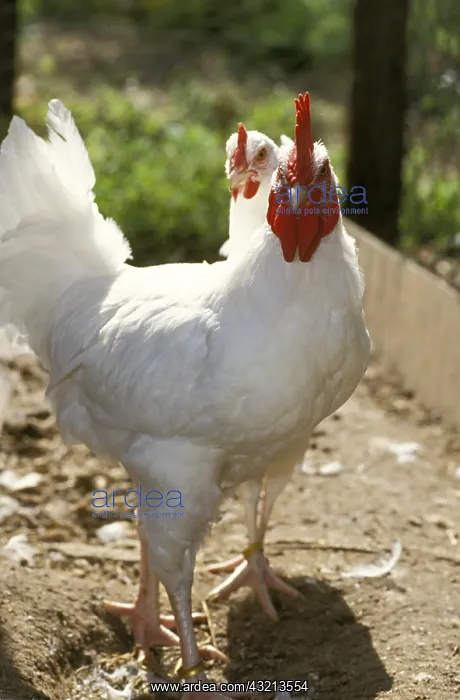 : Rooster Gatinais in pen and its hen France : Rooster Gatinais in pen and its hen France