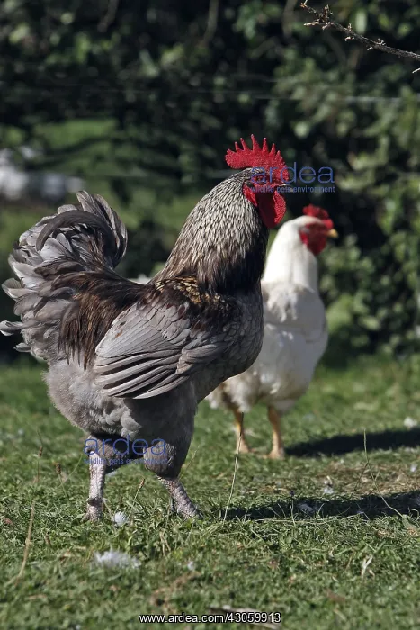 : Rooster and hen in the grass Franche-Comte France : Rooster and hen in the grass Franche-Comte France