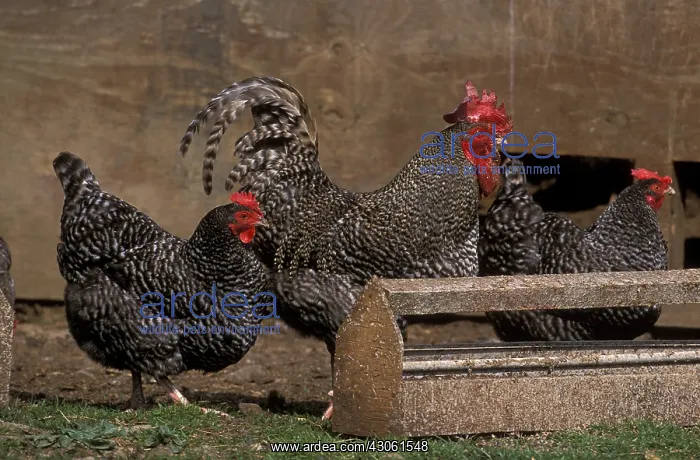 : Rooster hens Coucou de Rennes pecking : Rooster hens Coucou de Rennes pecking
