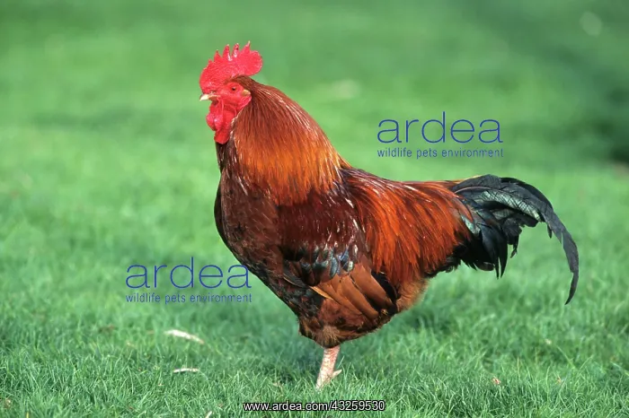 : Rooster Marans : Rooster Marans