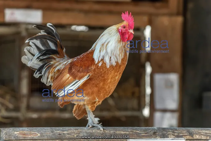 : Rooster perched in a farmyard. AGF Educational Farm : Rooster perched in a farmyard. AGF Educational Farm