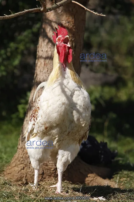 : Rooster singing in the grass Franche-Comte France : Rooster singing in the grass Franche-Comte France