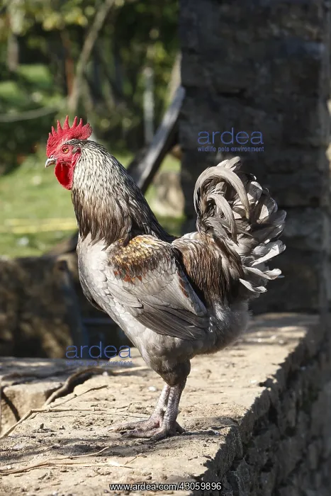 : Rooster on wall Franche-Comte France : Rooster on wall Franche-Comte France