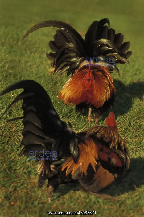 : Roosters (Gallus gallus) in the grass : Roosters (Gallus gallus) in the grass