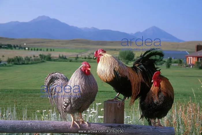 : Three roosters on a fence : Three roosters on a fence