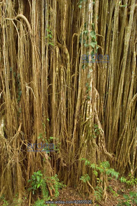 : Root curtain - after the host tree fell over, a : Root curtain - after the host tree fell over, a