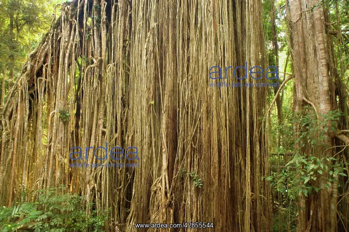 : Root curtain - after the host tree fell over, a : Root curtain - after the host tree fell over, a