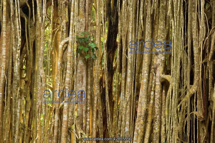  : Root curtain - after the host tree fell over, a