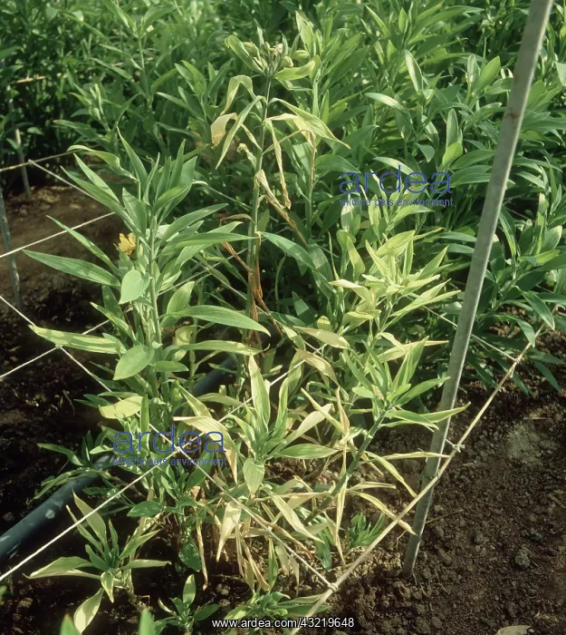 : Root death on Alstroemeria : Root death on Alstroemeria