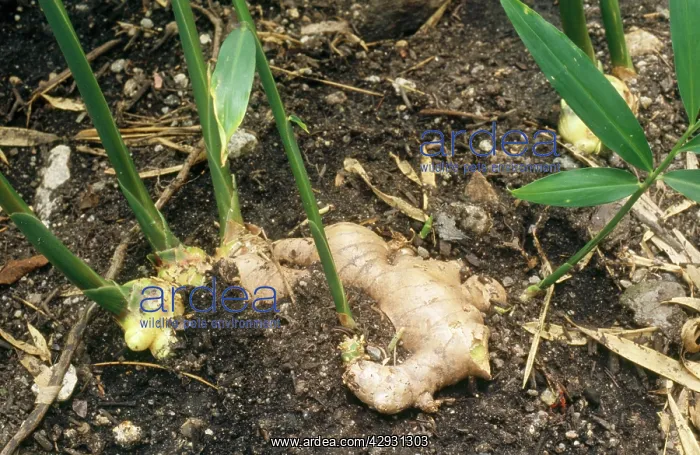 : Root Ginger : Root Ginger