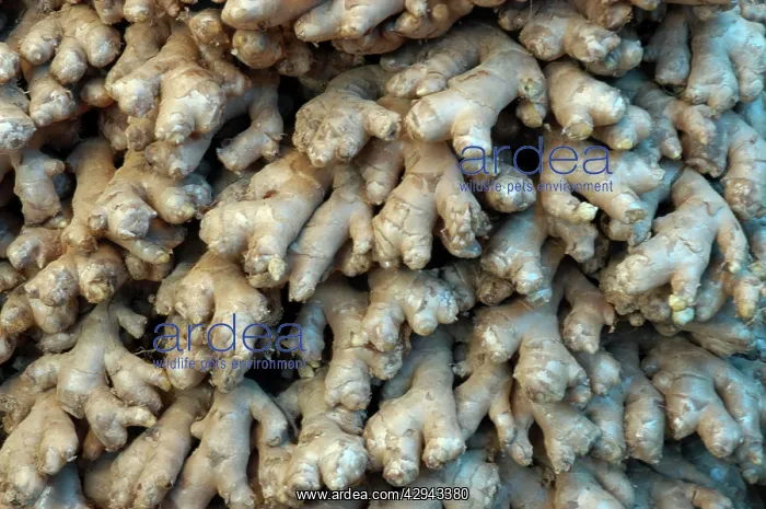 : Root Ginger: aromatic roots from cultivated plants : Root Ginger: aromatic roots from cultivated plants