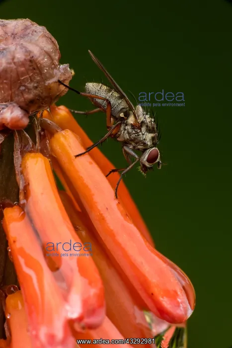 : Root Maggot Fly - Anthomyia spp. probably Anthomyia : Root Maggot Fly - Anthomyia spp. probably Anthomyia