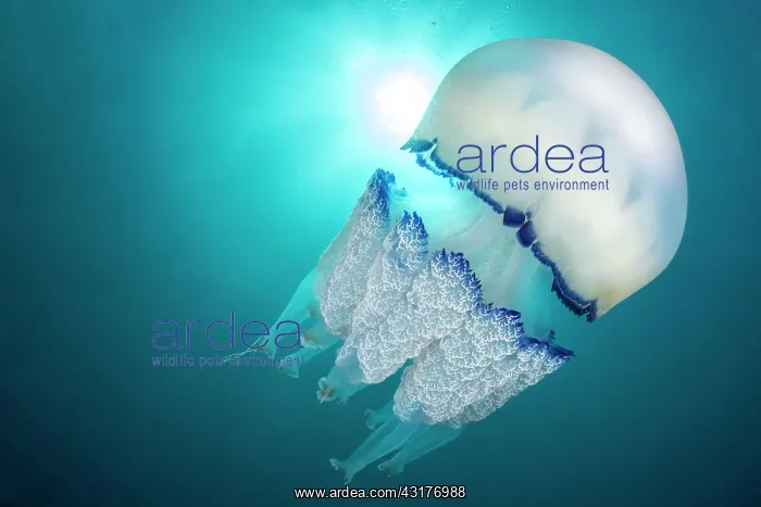 : Root-mouth jellyfish (Rhizostoma pulmo), marine : Root-mouth jellyfish (Rhizostoma pulmo), marine