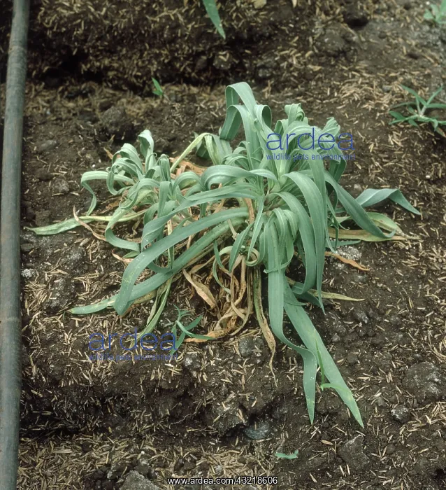 : Root rot on Dianthus : Root rot on Dianthus
