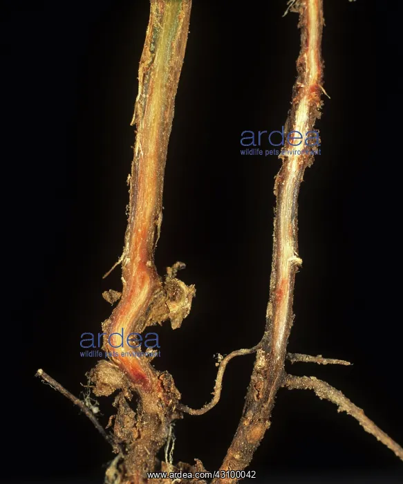 : Root section of pea plant to show foot rot : Root section of pea plant to show foot rot