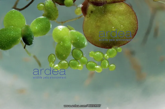 : Rootless / Least Duckweed : Rootless / Least Duckweed