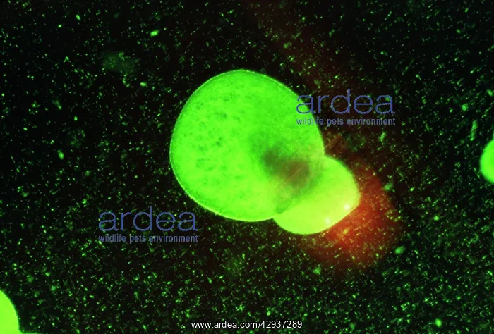 : Rootless / Least DUCKWEED (X5) : Rootless / Least DUCKWEED (X5)