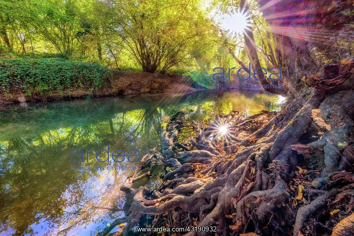 : Roots of an alder on the banks of Cheran in autumn : Roots of an alder on the banks of Cheran in autumn