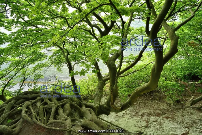 : The roots of a crooked, overgrown beech cling to : The roots of a crooked, overgrown beech cling to