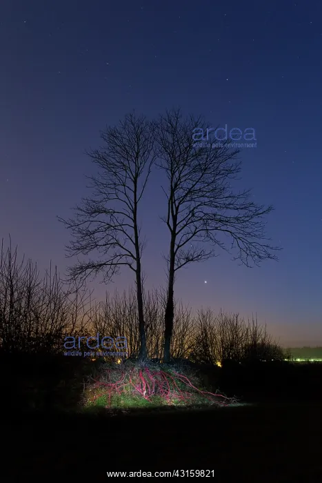: The roots of a twin shaft were painted to symbolize : The roots of a twin shaft were painted to symbolize
