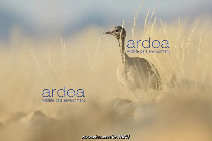 : R'oppell's Bustard : R'oppell's Bustard