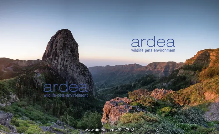 : Roque de Agando rock tower at sunrise, Monumento : Roque de Agando rock tower at sunrise, Monumento