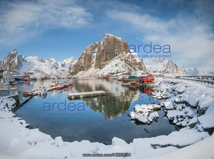 : Rorbuer fishermens cabins on the snowy fjord, village : Rorbuer fishermens cabins on the snowy fjord, village