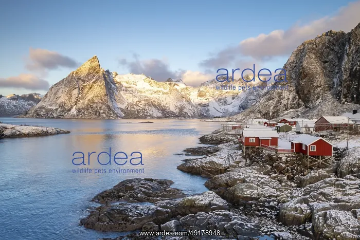 : Rorbuer fishing huts in front of snow-covered mountains in winter : Rorbuer fishing huts in front of snow-covered mountains in winter