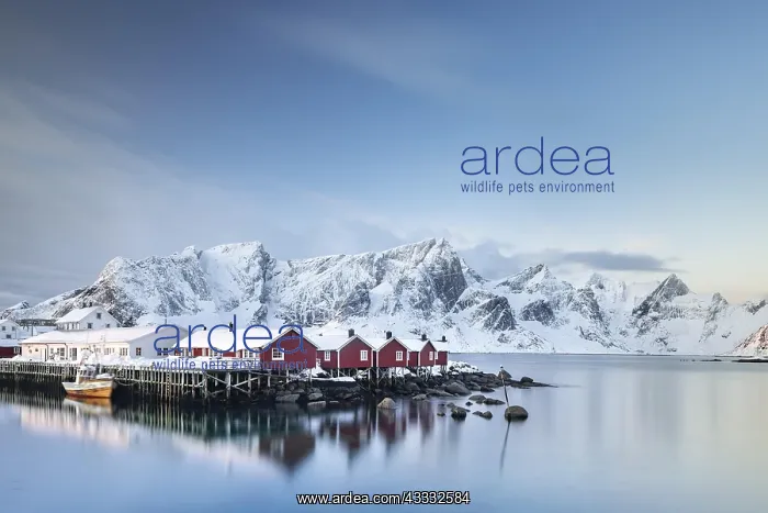 : Rorbuer huts of Hamnoy, back snowy mountains, Hamn&, xe6c80d; : Rorbuer huts of Hamnoy, back snowy mountains, Hamn&, xe6c80d;