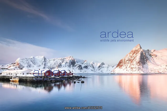  : Rorbuer huts of Hamnoy at sunrise, behind snow-covered