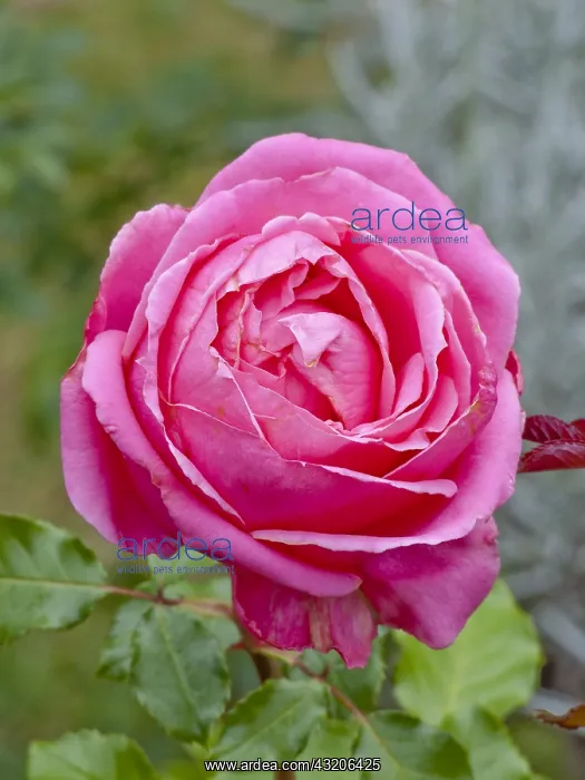 : Rosa Auguste Renoir in bloom in a garden : Rosa Auguste Renoir in bloom in a garden
