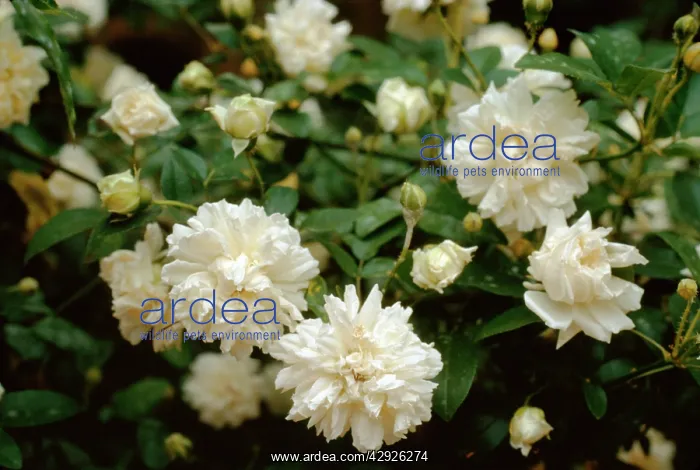 : Rosa banksiae - 'Alba Flore PlenoI : Rosa banksiae - 'Alba Flore PlenoI