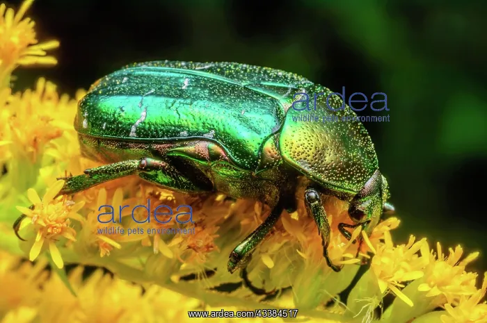 : Rosa Chafer (Cetonia aurata) on a yellow flower : Rosa Chafer (Cetonia aurata) on a yellow flower