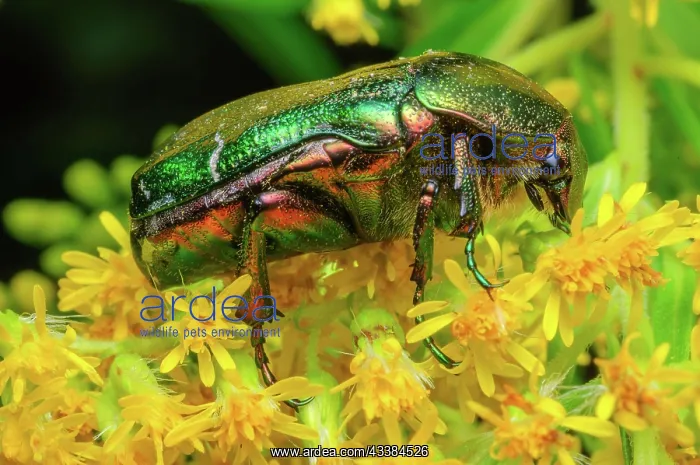 : Rosa Chafer (Cetonia aurata) on a yellow flower : Rosa Chafer (Cetonia aurata) on a yellow flower