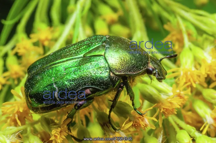 : Rosa Chafer (Cetonia aurata) on a yellow flower : Rosa Chafer (Cetonia aurata) on a yellow flower