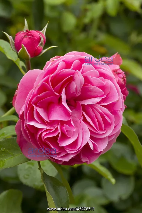 : Rosa L&, x9bee;ard de Vinci : Rosa L&, x9bee;ard de Vinci