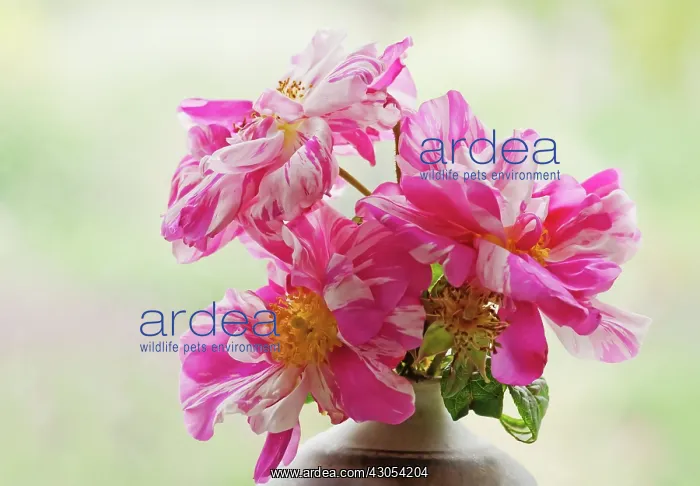 : Rosa mundi : Rosa mundi