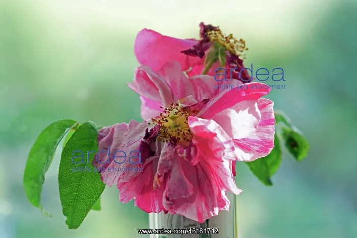 : Rosa mundi, Rosa gallica Versicolor, A fading : Rosa mundi, Rosa gallica Versicolor, A fading