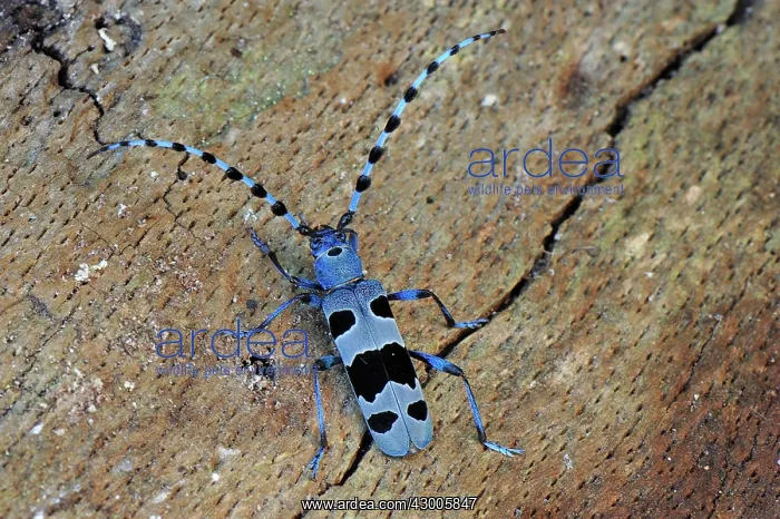 : Rosalia Longicorn