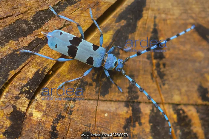 : Rosalia longicorn - adult female beetle on the trunk : Rosalia longicorn - adult female beetle on the trunk