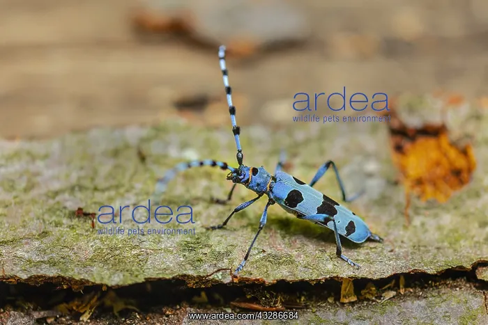 : Rosalia longicorn - adult female beetle on the trunk : Rosalia longicorn - adult female beetle on the trunk
