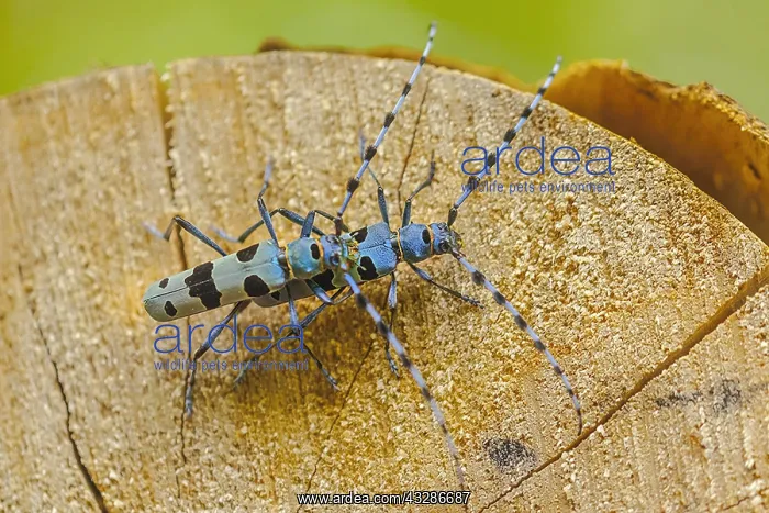 : Rosalia longicorn - mating adult male and female : Rosalia longicorn - mating adult male and female