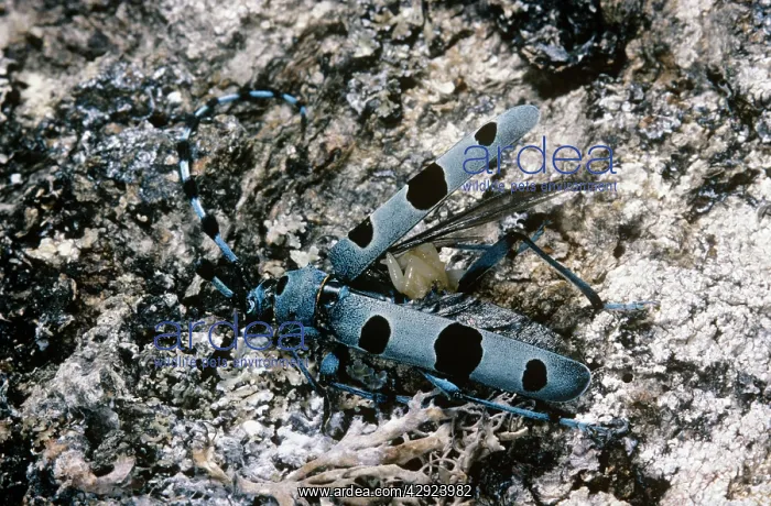 : Rosalia Longicorn - with parasite eggs attached : Rosalia Longicorn - with parasite eggs attached